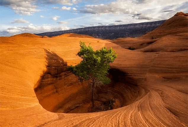 İslam Dünyasında İhya Hareketleri